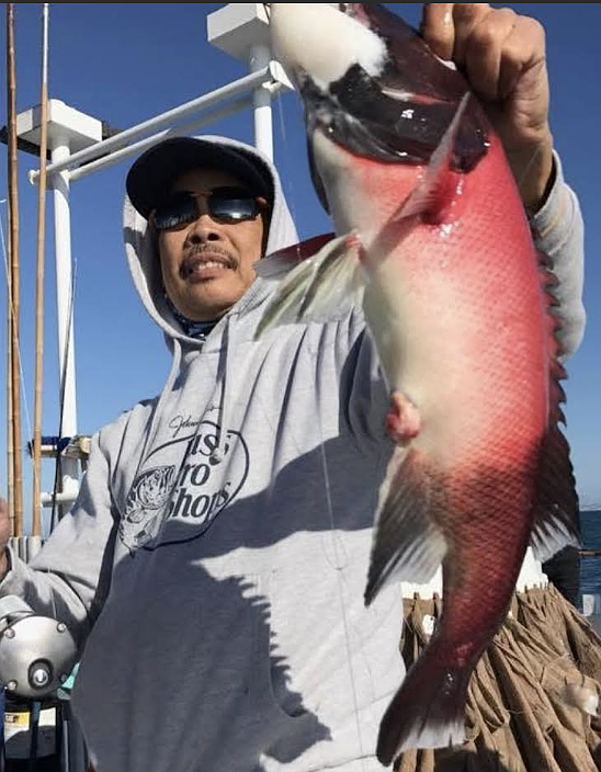 A solid male California sheephead caught aboard the Dolphin  during their half-day outing on March 1.