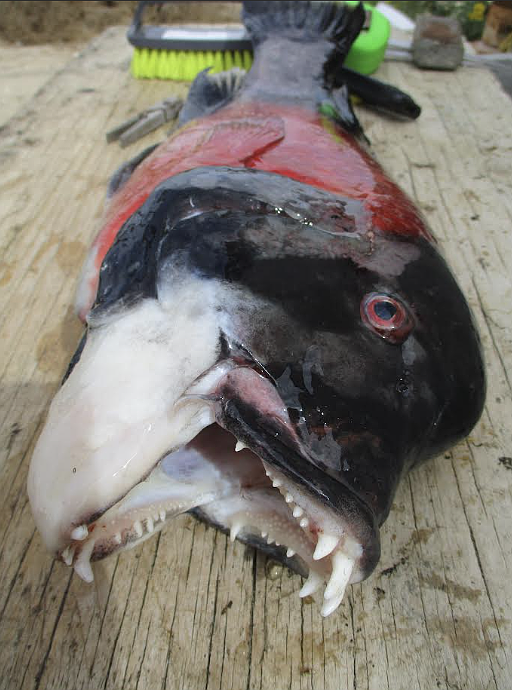 A mouth to respect. This male sheephead over two-feet long caught in Bahia Asunción has an impressive set of teeth made for crushing.