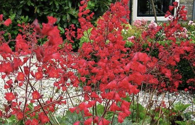 Coral bells are "not native to California – [their] natural range is limited to Arizona and New Mexico"