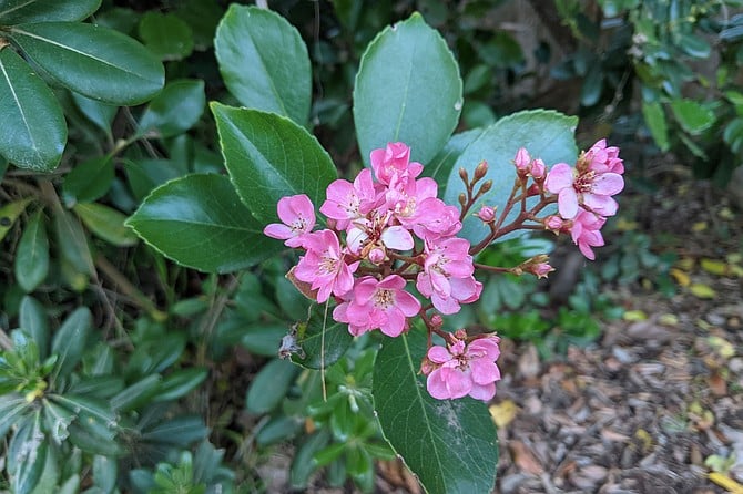 India Hawthorne is a popular landscape plant in San Diego due to its evergreen leaves, fragrant flowers, and tolerance to heat, salt and drought conditions.