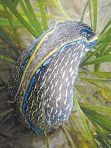 Photo: Navanax inermis, predatory sea hare, Glorietta Bay | San Diego ...