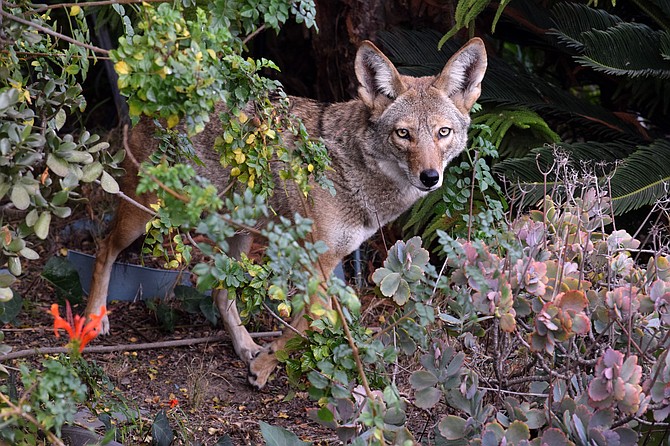 Just like people, coyotes love cats. Well, maybe not just like people.