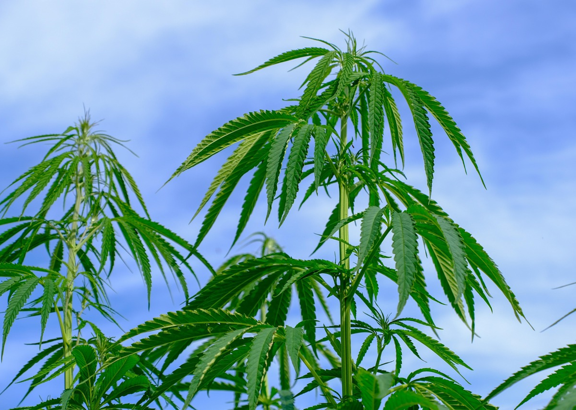The Largest Cannabis Plant Ever Grown  What They Did Differently | San  Diego Reader