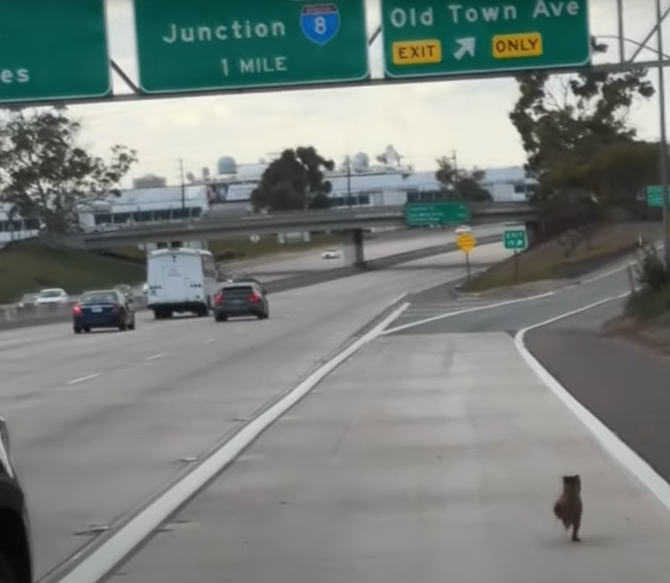 “I followed him for about 45 minutes, and he was in the hills in Midtown when I lost him.”