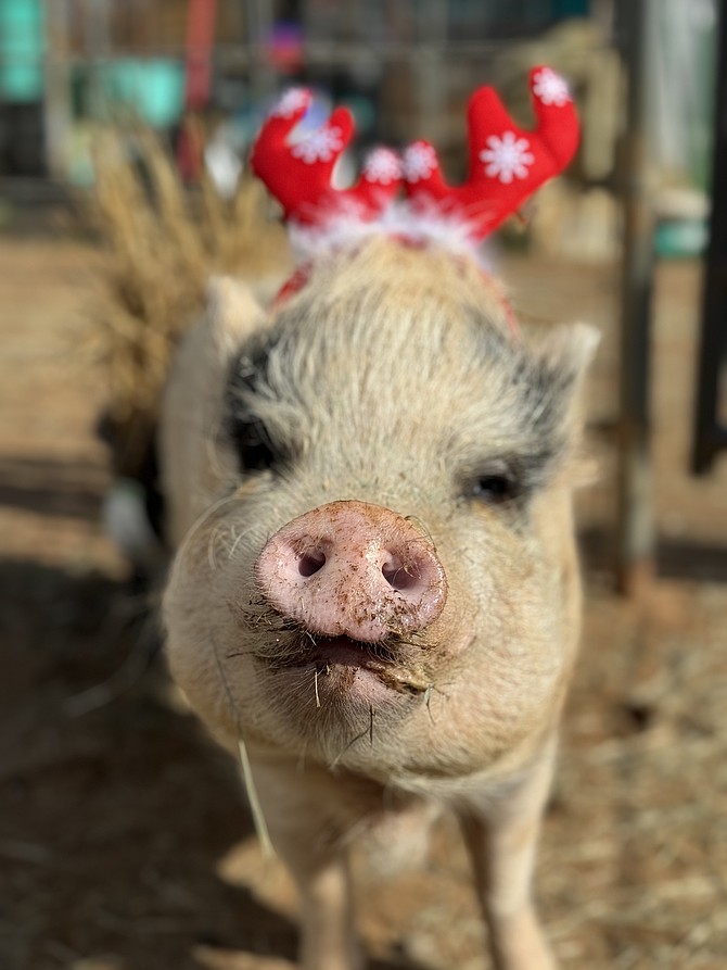 Ayla, the pig who thought she was an alpaca.