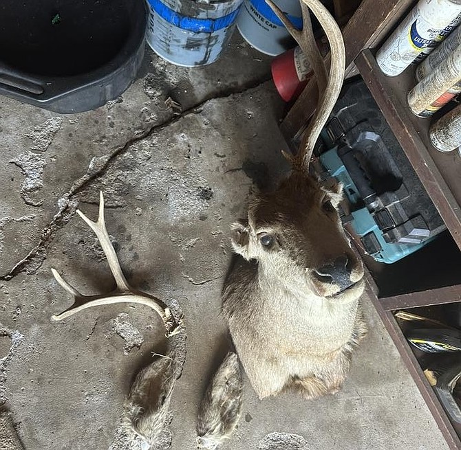 A taxidermy deer toppled over during the shaking, and its antlers shattered into pieces.