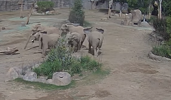 Elephants at the zoo's Safari Park formed an “alert circle.”