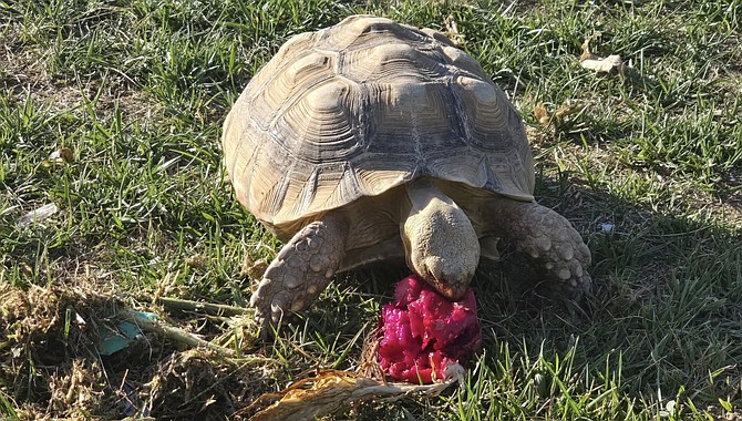 Valley Center turtle. "She may have a good head start on us.”