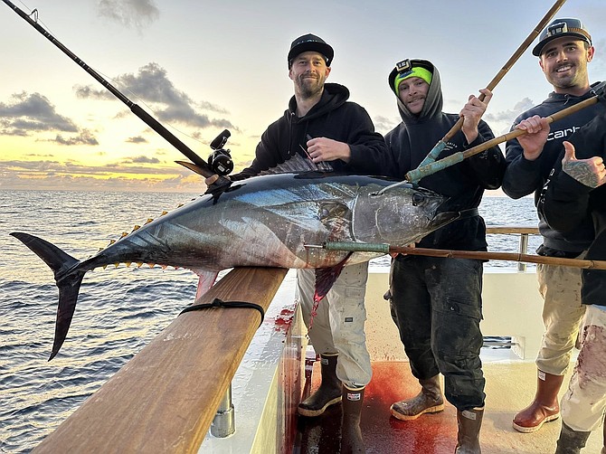 A very nice bluefin coming over the rail of the Intrepid as the sun sets off the coast of northern Baja.