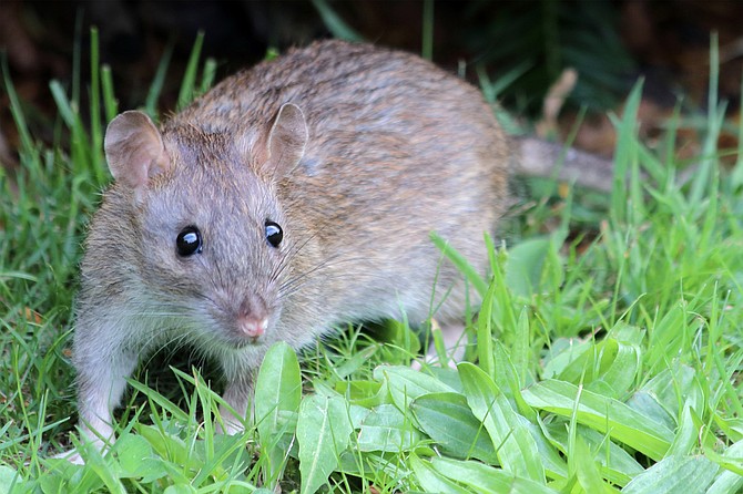 A Norway or brown rat (Rattus norvegicus) scurries across a backyard lawn to grab a morsel before it heads back to cover.