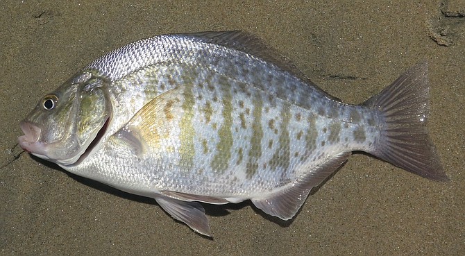 A solid 14-inch early spawn surf perch caught on Playa Pabellón, San Quintin, with a pinky toe sized hand collected sand crab.