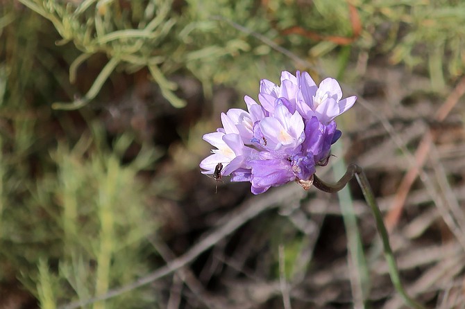 Dipterostemon capitatus, also known as Wild Hyacinth or Blue Dicks is a herbaceous perennial native to the Western United States.