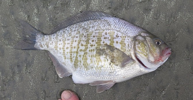 Big pregnant female barred surfperch caught from the beach near Cielito Lindo just south of San Quintin, Baja California, Mexico.