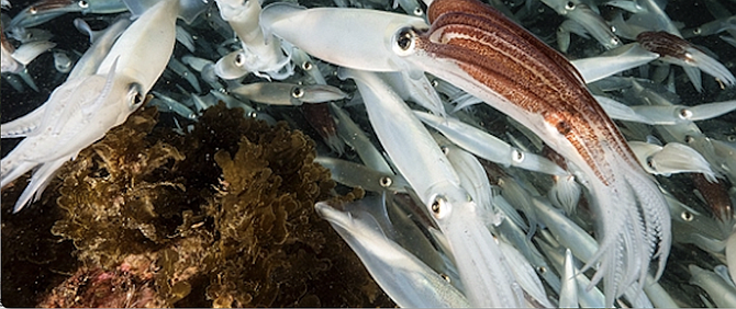 Market squid are known as opalescent squids for their mutable, iridescent white and purple colors. They are small invertebrates, around 12 inches long.