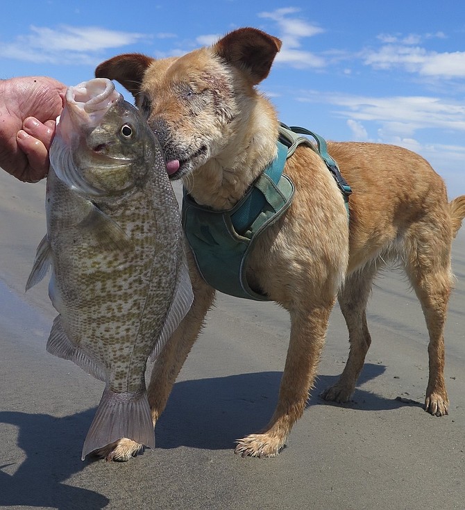 Large barred surfperch that even a blind dog could appreciate. Rona just had to get her licks in.
