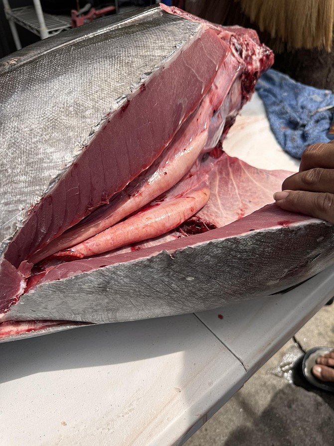 Bluefin tuna being processed with what appears to be roe in the belly.