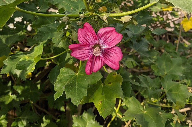 Island Mallow is also a favorite of butterflies, birds and gophers.