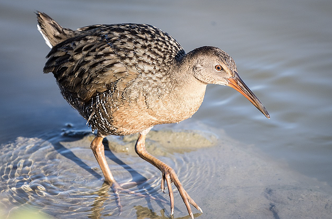 Light-footed Ridgway’s rail birds are said by IB birdwatchers that they could have shifted away from their usual nesting grounds.