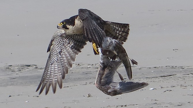 As the sea birds await the usual late spring shoals of bait that are a foundation of the marine biosphere, life can be precarious at most levels of the food chain. This peregrine took out a clam-snatching seagull.