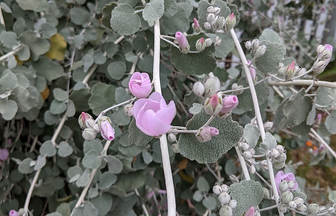 This Jones' Bushmallow thrives in a Wooded Area front yard in Point Loma.