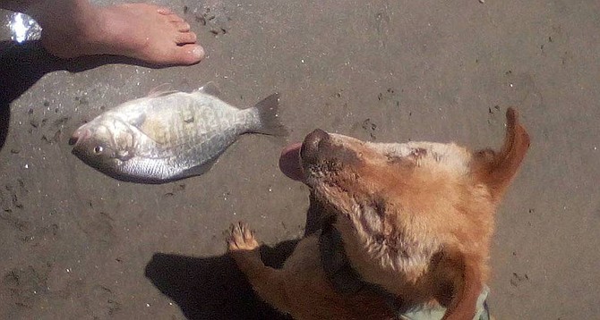 Even a dog with no eyes can see that the surf fishing is heating up. This barred surf perch with its solid anal fin is a female.