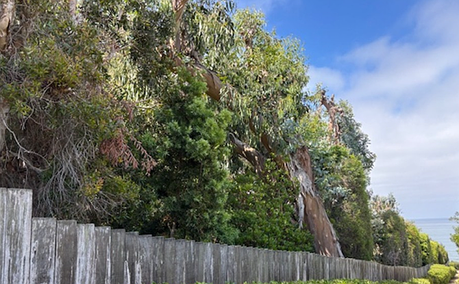 110 Stratford Court: Dense wall of Eucalyptus trees, about 200ft or more in length; difficult access for first responders. (From July 7 city council agenda)