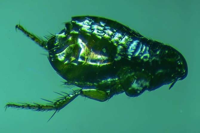Cat flea photographed under the MBS-9 Soviet microscope with 7x lens.