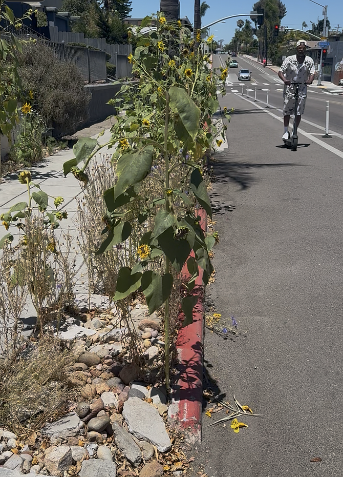 Sunflowers: a threat to bike lane safety?