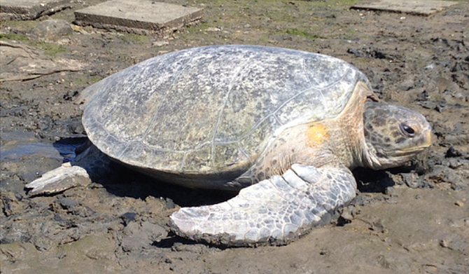 Green sea turle at old power plant on San Diego Bay