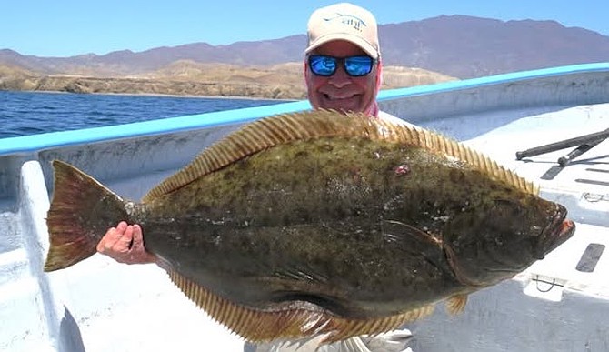 Noted fishing author Bill Varney with his 34-pound halibut at Cedros Island that, per Varney, “ate a 2lb mackerel in 80' of water...came to the boat like pulling in a giant frisbee!”