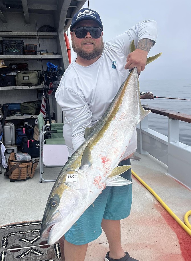 Solid Baja coastal yellowtail caught during the return leg of the Independence Avet 7-day trip.