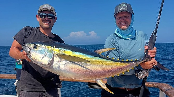 Yellowfin may be mostly absent off northern Baja this year, but they are biting well off the Ridge, as witnessed by this solid fish caught aboard the Royal Polaris during this week’s Fujimoto 8-day trip.