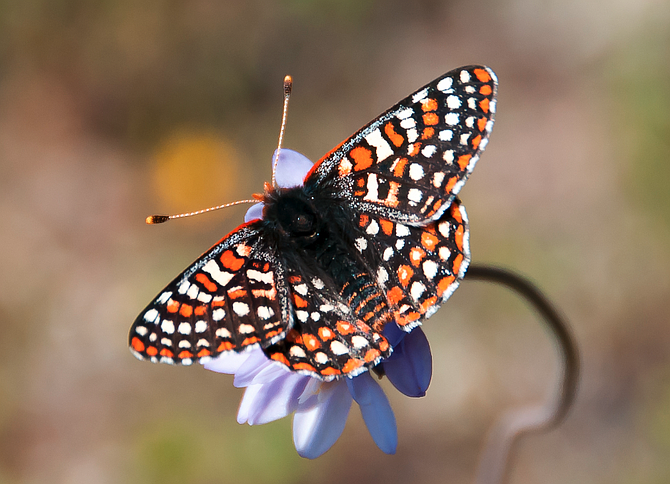 Checkmate, checkerspot?