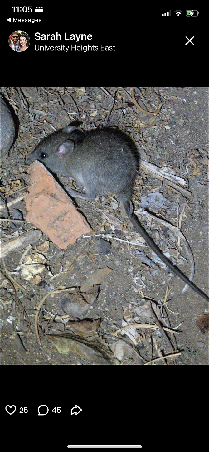 The wee timorous beastie in question.