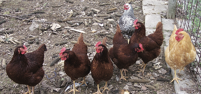 in July, the state declared it was free of bird flu.