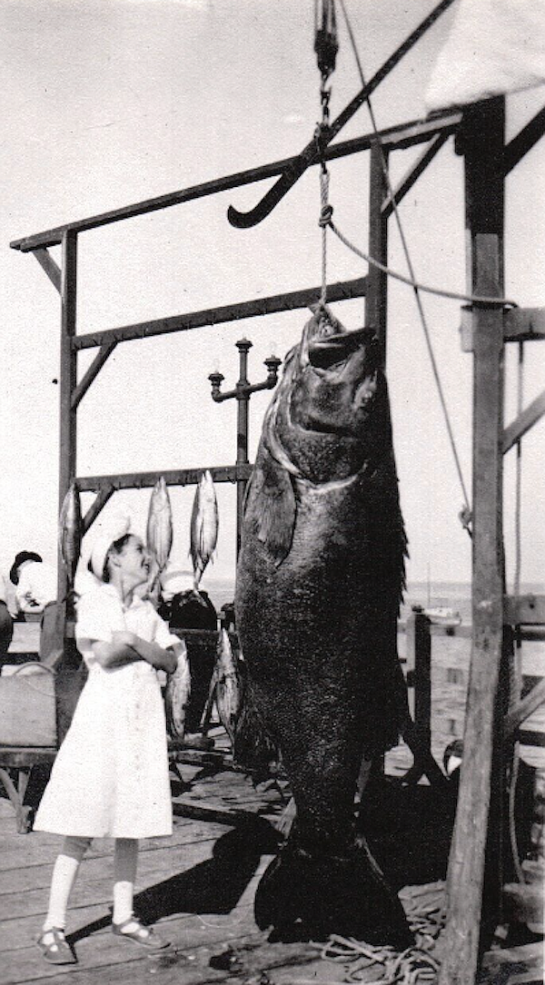 Woman posing with a 320-pound black sea bass caught near Catalina Island in 1913