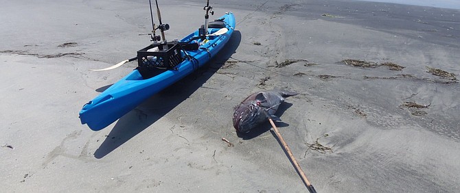 Legal take of black sea bass is one per angler per day in Mexico. This 75-pounder was caught by kayak in Bahia San Quintin, where many are taken every year to several hundred pounds.