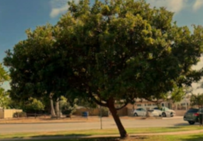 Non-native marina madrone, or strawberry tree