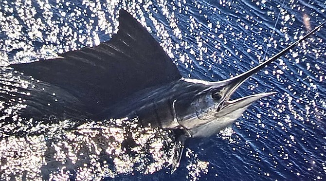 Sailfish like this one, caught during the Independence 7-day trip, are not a common sight on long-range trips targeting the Pacific side of Baja.