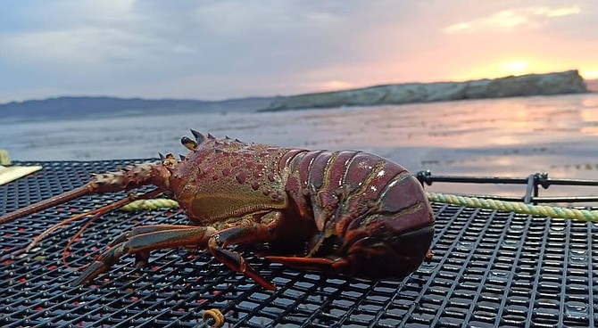 Season opener spiny lobster in Bahia Tortugas, BCS, Mexico.