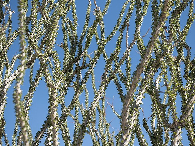 Ocotillos have very long stems that are coated in a waxy substance which helps in reducing water loss.