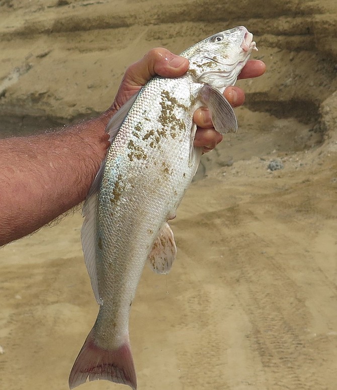 California corbina caught this week in Quinta Cristina just south of San Quintin, Baja California