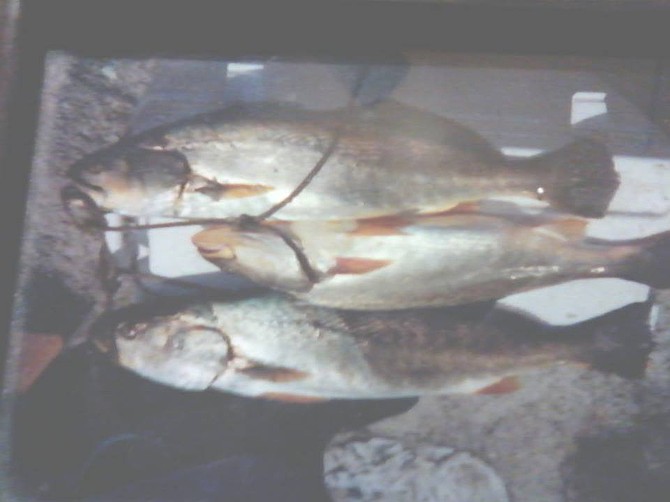 Orange mouth corvina from 28 to 34 inches long caught in 2001 by kayak in the Salton Sea