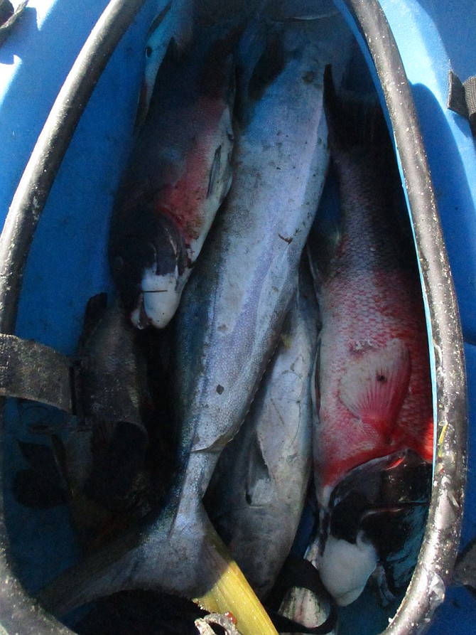 Average catch from the kayak when I lived in Bahia Asuncion: big calico bass, sheephead, and yellowtail, all just a short paddle from the beach