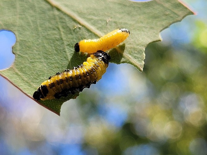 Dotted paropsine larvae, munching away