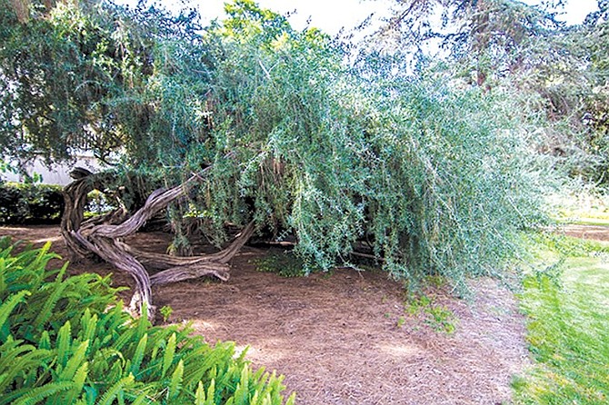 When I ask a passerby to give the Australian tea tree a name based on either Harry Potter or Lord of the Rings, he chooses “Gandalf.”