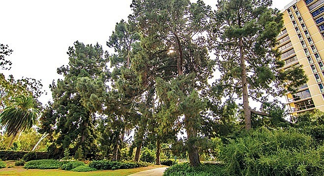 The tallest of the Canary Island pines outside of the Marston House Museum approach 120 feet.