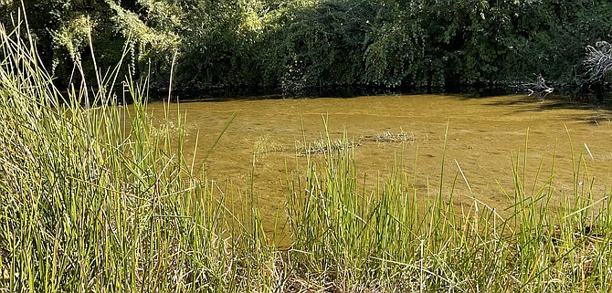 San Diego's ancient ecology