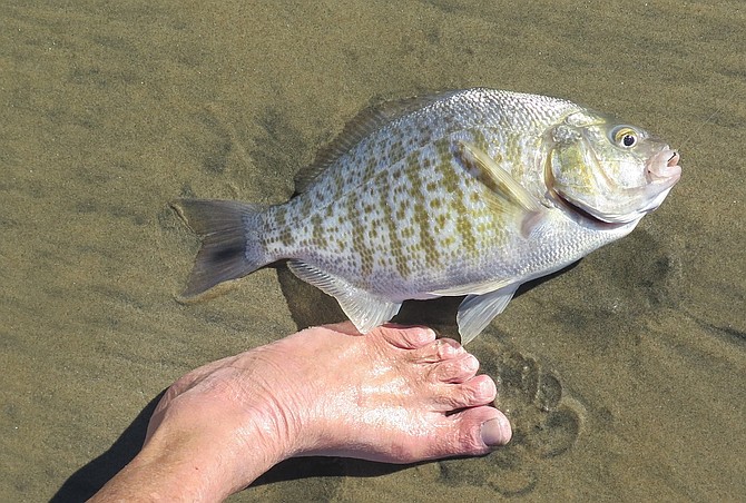 Fat barred surf perch caught between the rains midweek while fishing with sand crabs in northern Baja