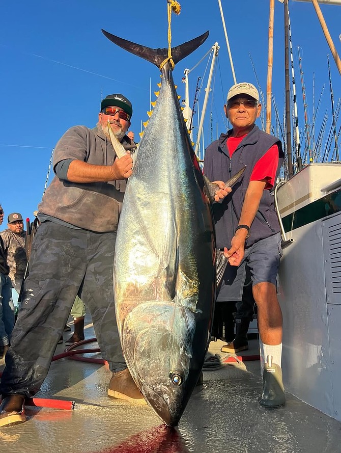 One of the chunky bluefin tuna caught up to 270 pounds off the mid-Baja Peninsula during the Royal Polaris' 11-day Phenix Rods trip.”